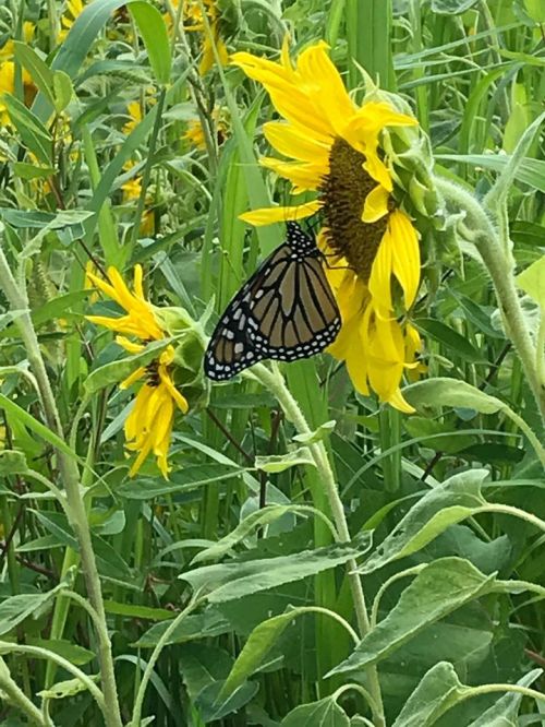 A monarch butterfly perched on a vibrant sunflower amidst lush green foliage.