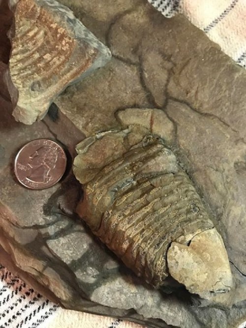Fossils embedded in a rock, with a quarter for scale, showcasing detailed ridges and textures.