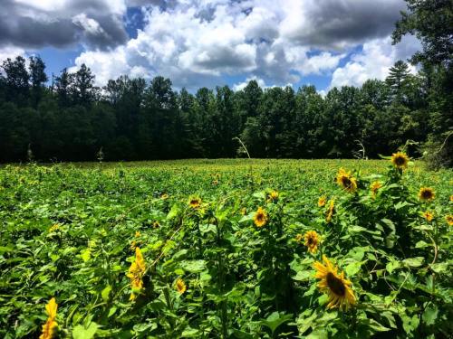 A vibrant field of sunflowers under a partly cloudy sky, surrounded by lush green trees.