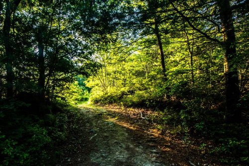 A sunlit forest path surrounded by lush green trees and foliage, inviting exploration.