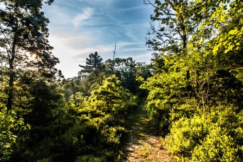 A sunlit forest path surrounded by lush green trees and foliage under a clear blue sky.