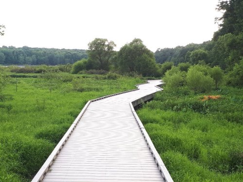 A winding wooden boardwalk through lush green grass and trees in a serene natural landscape.