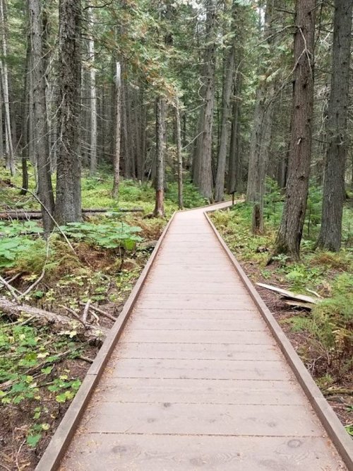 A wooden boardwalk winding through a lush green forest with tall trees and ferns on either side.