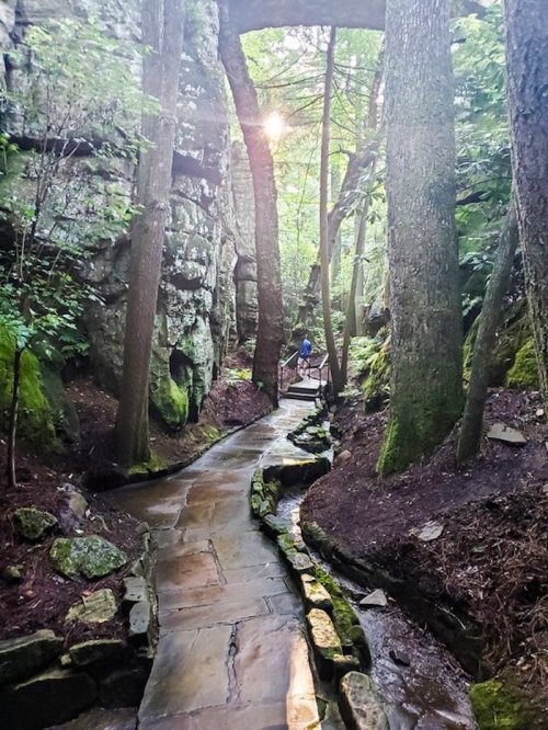 A winding stone path through a lush forest, with tall trees and sunlight filtering through the leaves.