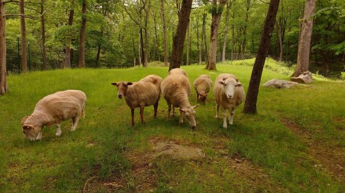 Five sheep grazing in a lush green forest clearing surrounded by trees.