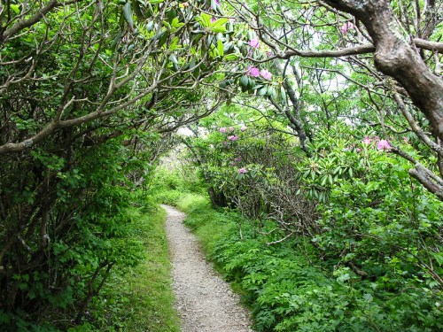 A narrow path winds through lush greenery and flowering shrubs, creating a natural tunnel effect.