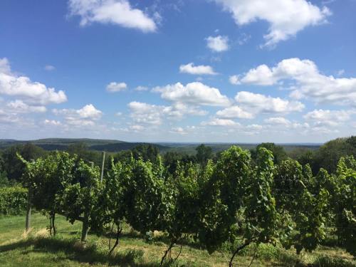 A scenic vineyard with lush green grapevines under a bright blue sky with fluffy white clouds.