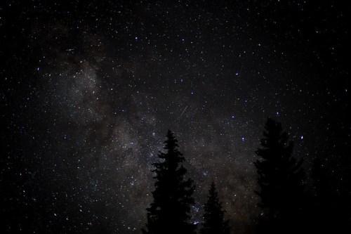 A starry night sky filled with stars and the Milky Way, silhouetted by dark tree silhouettes in the foreground.