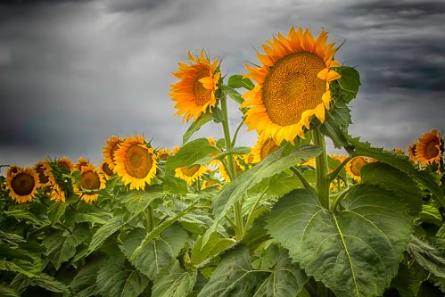 A field of vibrant sunflowers under a moody, overcast sky.