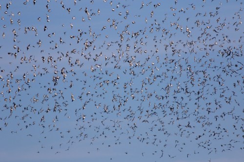 A large flock of birds in flight against a clear blue sky, creating a dynamic pattern of movement.