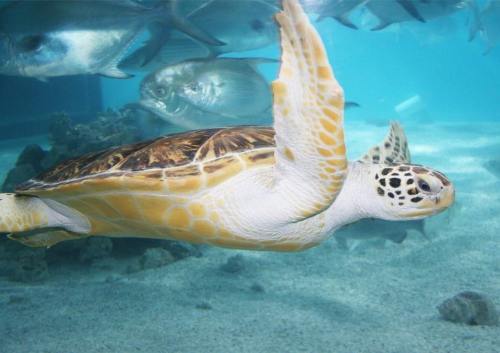 A sea turtle swims gracefully underwater, surrounded by fish in a clear blue ocean.