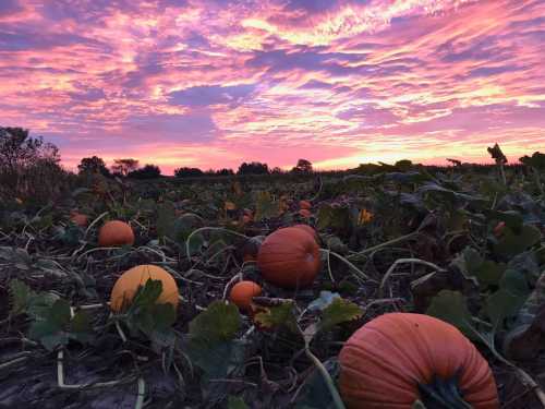 A vibrant sunset casts pink and purple hues over a pumpkin patch with pumpkins scattered among green vines.