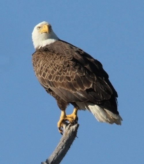 A bald eagle perched on a branch, showcasing its distinctive white head and brown body against a clear background.