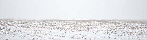 A snowy field stretches into the distance, with faint outlines of trees in a foggy, overcast sky.