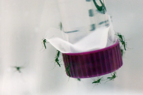 A close-up of a transparent tube with a purple cap, surrounded by several mosquitoes.
