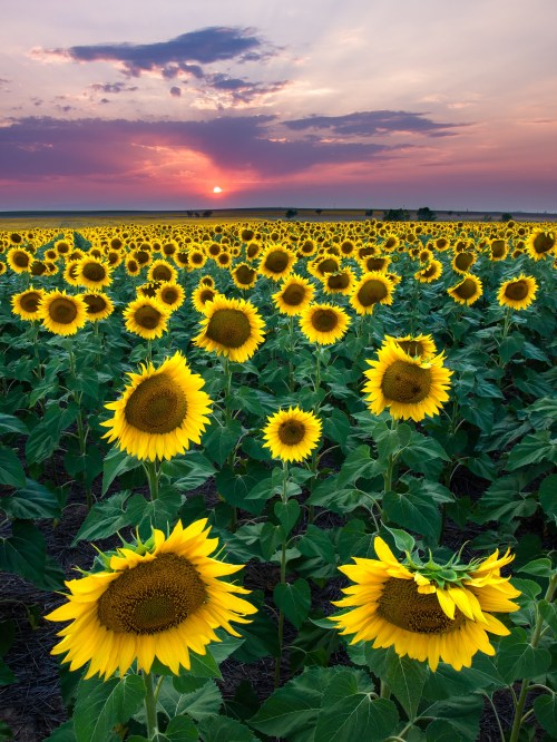 A vibrant field of sunflowers under a colorful sunset sky, with rows of bright yellow blooms stretching into the distance.