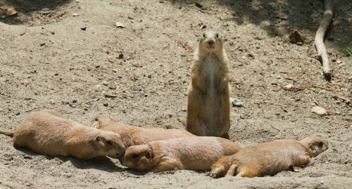 A group of prairie dogs resting on sandy ground, with one standing alert while others lie down nearby.