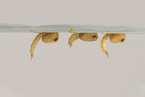 Three small, pale larvae partially submerged in clear water, with their segmented bodies and distinct eyes visible.