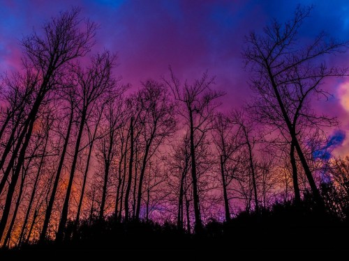 Silhouetted trees against a vibrant purple and orange sunset sky.