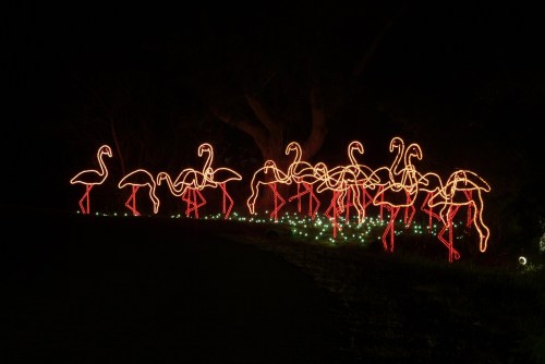 A display of illuminated flamingos in red and orange lights, set against a dark night background.