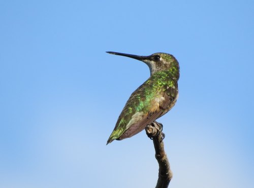 A hummingbird perched on a branch, showcasing its iridescent green feathers against a clear blue sky.