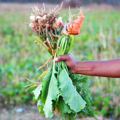A hand holding a bunch of freshly harvested vegetables, including carrots and leafy greens, against a field backdrop.
