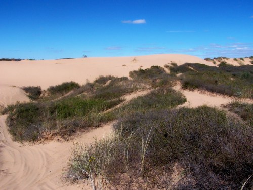 A sandy dune landscape with sparse vegetation under a clear blue sky.
