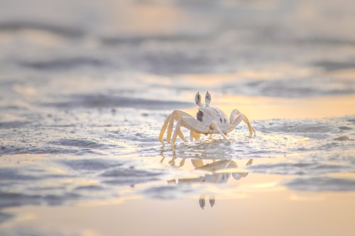 A white crab stands on wet sand, reflecting the soft colors of a sunset in the background.
