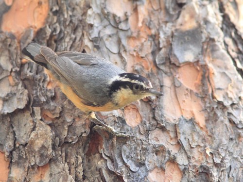 A small bird with a gray body and orange underbelly perched on a textured tree trunk.
