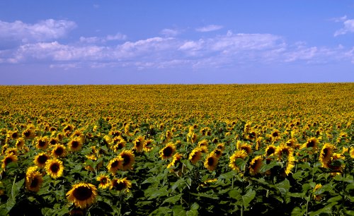 A vast field of bright yellow sunflowers under a blue sky with fluffy white clouds.
