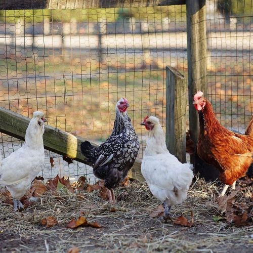 Four chickens of different breeds stand on the ground near a wooden fence, surrounded by fallen leaves.