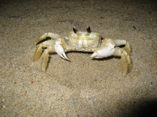 A small crab with white and beige coloring stands on sandy beach, looking directly at the camera.