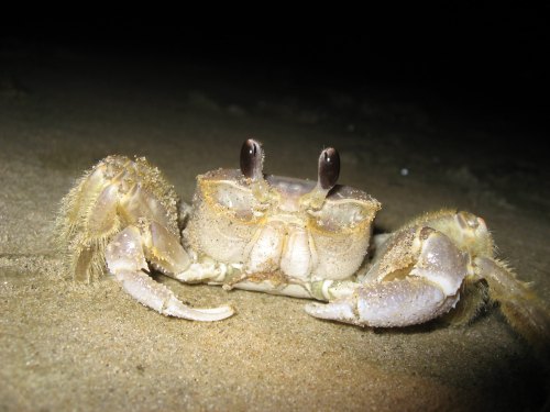 A close-up of a crab on sandy ground, with prominent eyes and textured claws, illuminated in low light.