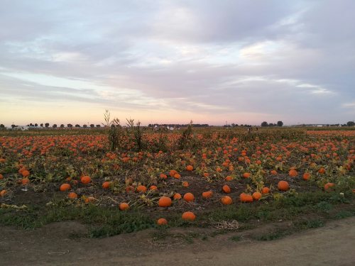 A vast pumpkin field under a cloudy sky, with numerous orange pumpkins scattered across the landscape.