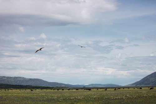 A wide landscape featuring mountains, a grassy field with grazing bison, and birds flying in a cloudy sky.