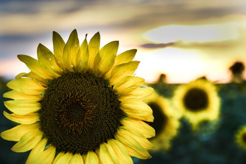 A close-up of a vibrant sunflower with a blurred field of sunflowers and a sunset in the background.