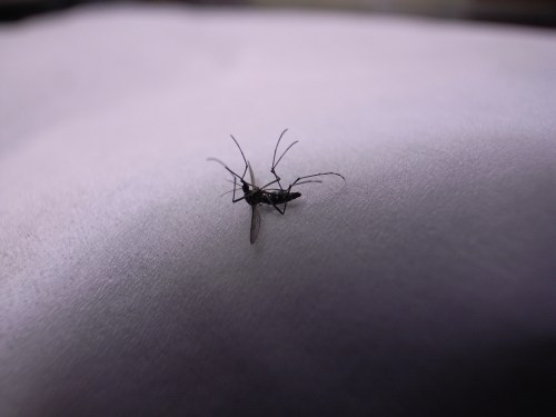 A close-up of a mosquito resting on a smooth surface, showcasing its delicate wings and long antennae.