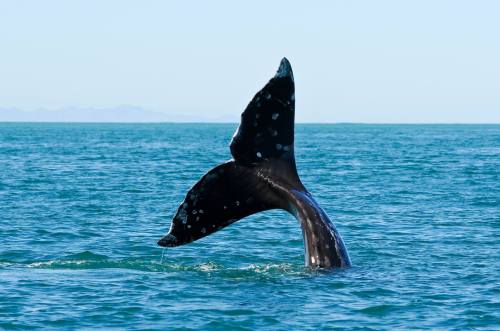 A whale's tail emerges from the ocean, splashing water against a clear blue sky and distant mountains.
