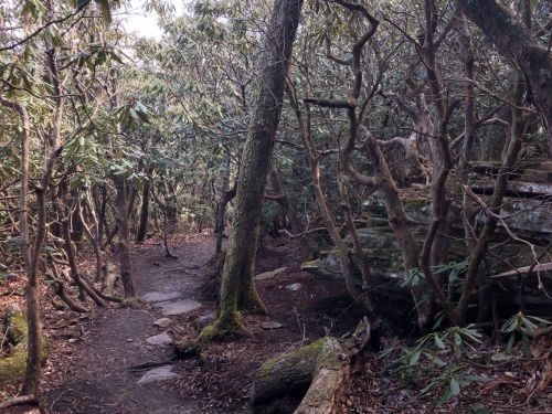 A narrow, winding trail through a dense forest with trees and rocky outcrops.