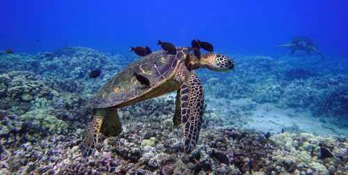 A sea turtle swims over a coral reef, accompanied by small fish in clear blue water.