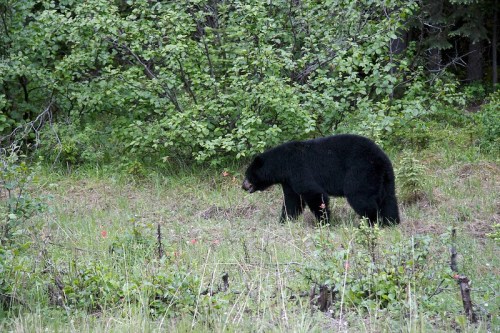 A black bear forages in a grassy area surrounded by green foliage and trees.