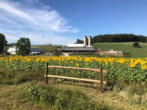 A vibrant field of sunflowers in front of a farm with silos, under a clear blue sky.