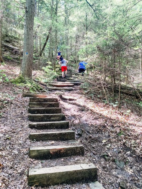 Hikers ascend a wooden staircase through a lush, green forest on a sunny day.