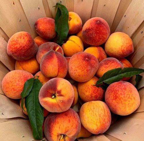 A basket filled with ripe, fuzzy peaches, showcasing vibrant orange and yellow hues with green leaves.