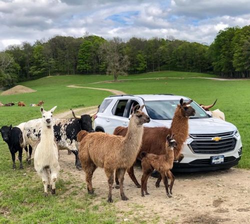 A group of llamas and cows gathered around a Chevrolet SUV in a green pasture under a cloudy sky.