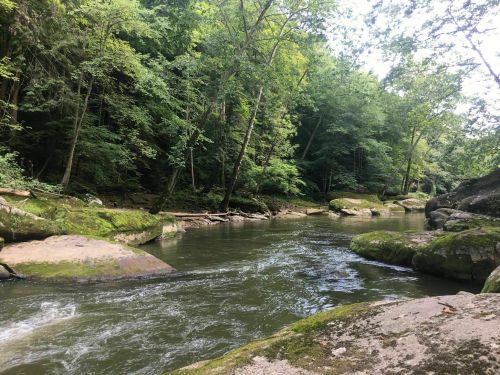 A serene river flows through a lush green forest, with moss-covered rocks lining the banks under a clear sky.