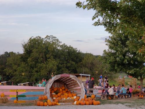 A pumpkin patch with a wooden tunnel filled with pumpkins and people enjoying the outdoor space in the background.