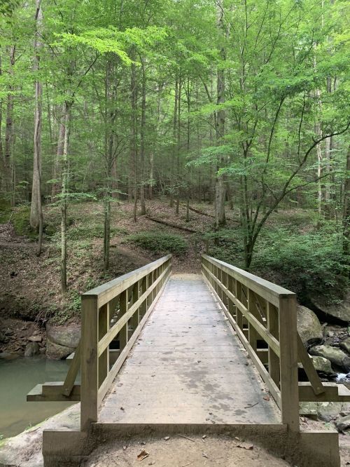 A wooden bridge spans a small creek, surrounded by lush green trees in a serene forest setting.