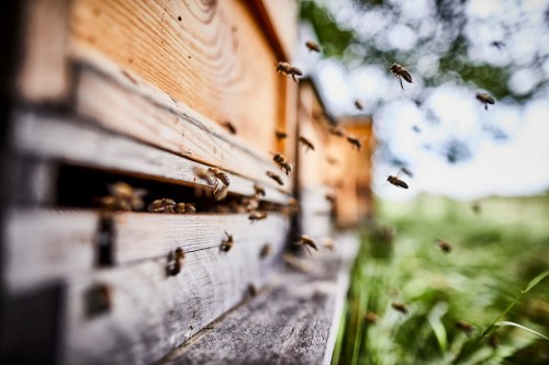 A close-up of a beehive with bees flying in and out, surrounded by greenery and soft natural light.
