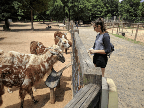 A person stands by a fence, interacting with llamas in a petting zoo setting. Trees and other visitors are in the background.